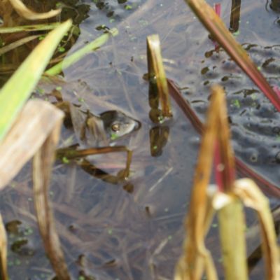 Who can you see living in our pond?