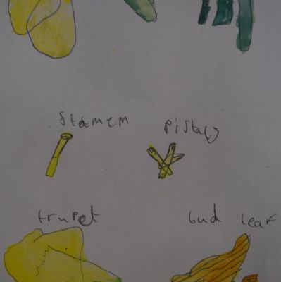 Year 3 -Plants